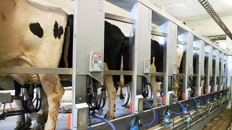 نکات مهمی که لازم است دامداران برای شیردوشی از گاو به آن توجه داشته باشند: